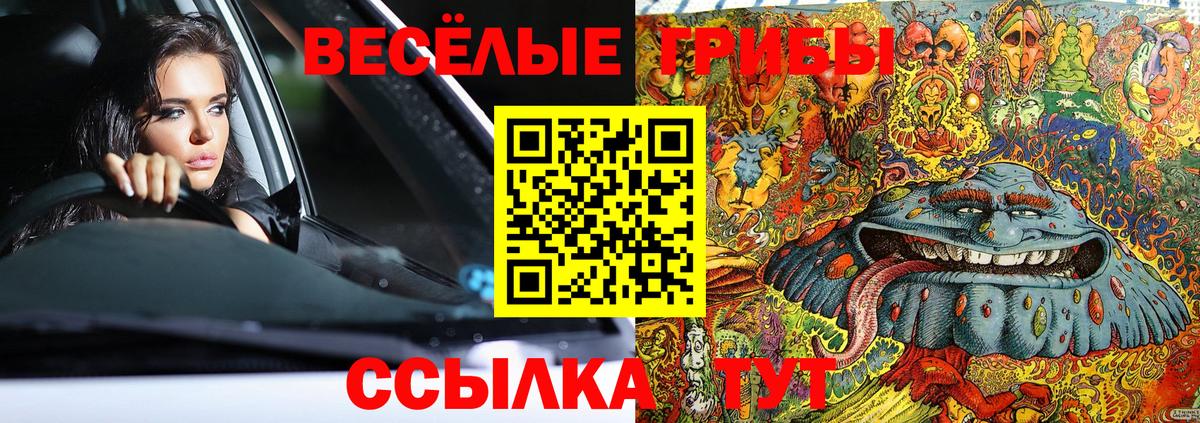 Галлюциногенные грибы Psilocybe Качканар